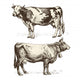 Cows Wall Decal