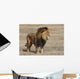 Lion Panthera leo Wall Mural