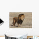 Lion Panthera leo Wall Mural
