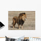 Lion Panthera leo Wall Mural