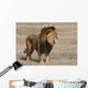 Lion Panthera leo Wall Mural