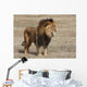 Lion Panthera leo Wall Mural