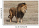 Lion Panthera leo Wall Mural