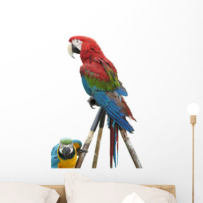 Colorful Parrot Macaw Isolated On White Background Wall Decal shown on a wall