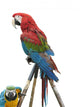Colorful Parrot Macaw Isolated On White Background Wall Decal