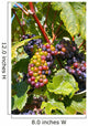 Champagne Grapes Wall Mural