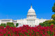 Capitol Building Washington Dc Pink Flowers USA Wall Decal
