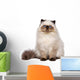 Cute Persian Seal Colourpoint Wall Decal