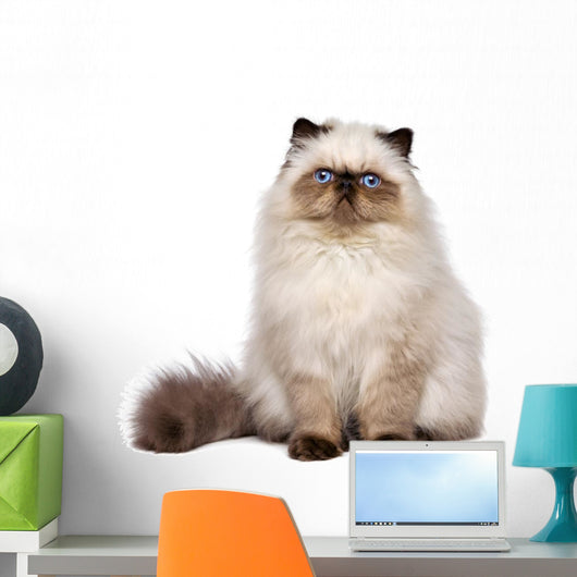 Cute Persian Seal Colourpoint Wall Decal