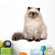 Cute Persian Seal Colourpoint Wall Decal