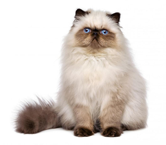 Cute Persian Seal Colourpoint Wall Decal