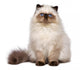 Cute Persian Seal Colourpoint Wall Decal