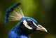 Portrait Of A Peacock Wall Decal
