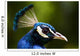 portrait of a peacock Wall Mural