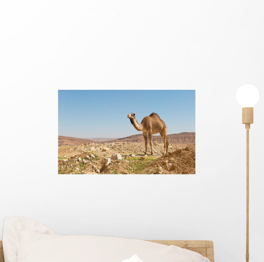 camel in the Negev desert Wall Mural