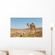 camel in the Negev desert Wall Mural