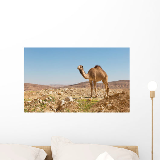 camel in the Negev desert Wall Mural