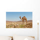 camel in the Negev desert Wall Mural