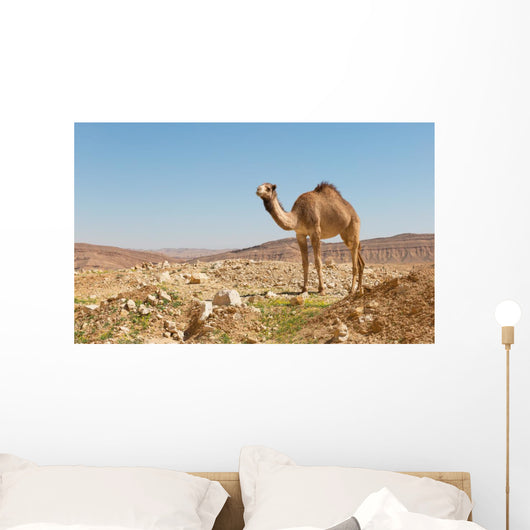 camel in the Negev desert Wall Mural