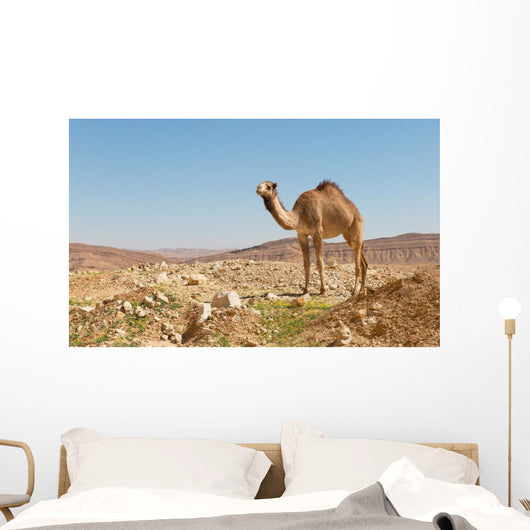 camel in the Negev desert Wall Mural