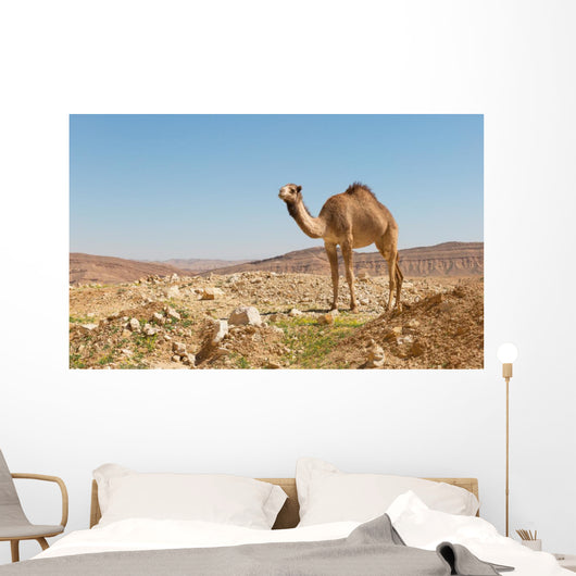 camel in the Negev desert Wall Mural