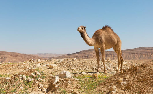 Camel In The Negev Desert Wall Decal