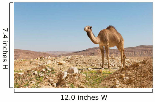 camel in the Negev desert Wall Mural