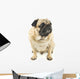 Close-up Pug Wall Decal