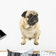 Close-up Pug Wall Decal