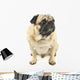 Close-up Pug Wall Decal