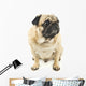 Close-up Pug Wall Decal