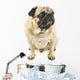 Close-up Pug Wall Decal