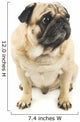 Close-up Pug Wall Decal