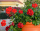 Red Geranium Flowers Wall Decal
