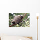 American Porcupine Wall Decal