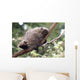 American Porcupine Wall Decal