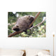 American Porcupine Wall Decal