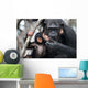 Female Chimpanzee with Baby Wall Decal