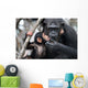 Female Chimpanzee with Baby Wall Decal