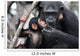 Female Chimpanzee with Baby Wall Decal