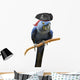 Blue Pirate Macaw Wall Decal