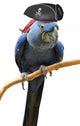 Blue Pirate Macaw Wall Decal