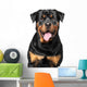 Portrait Purebred Rottweiler Wall Decal