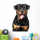 Portrait Purebred Rottweiler Wall Decal