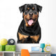 Portrait Purebred Rottweiler Wall Decal