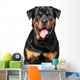 Portrait Purebred Rottweiler Wall Decal