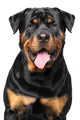 Portrait Purebred Rottweiler Wall Decal