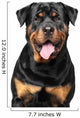 Portrait Purebred Rottweiler Wall Decal