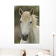 Camargue Horse Wall Decal