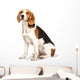 Beagle Dog White Wall Decal